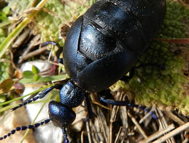 Meloe proscarabaeus